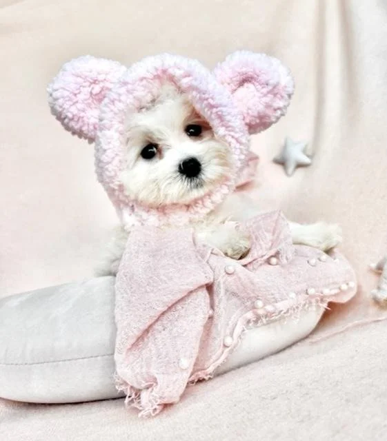 Toy puppies near sales me